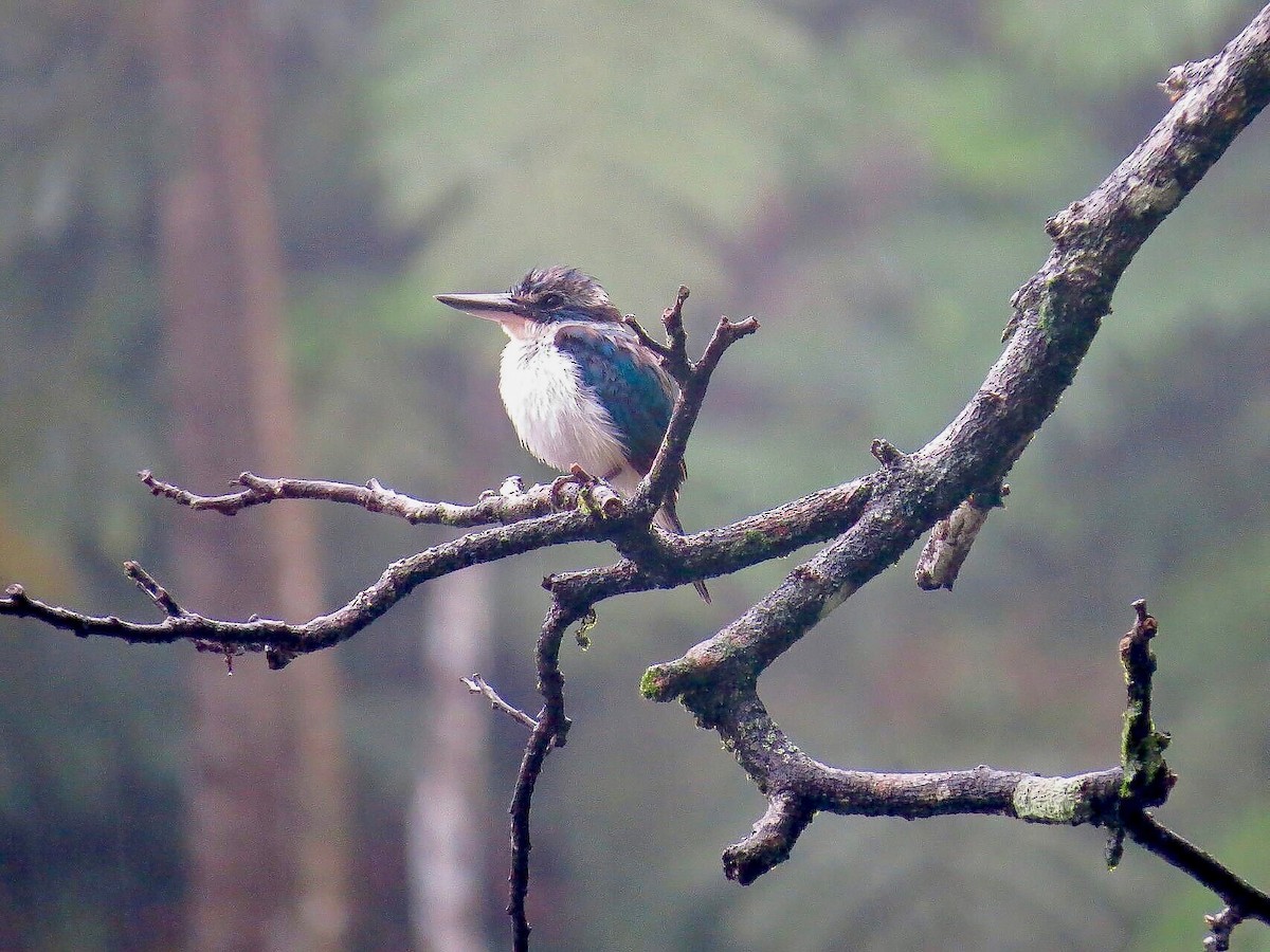 Pacific Kingfisher - ML614311026