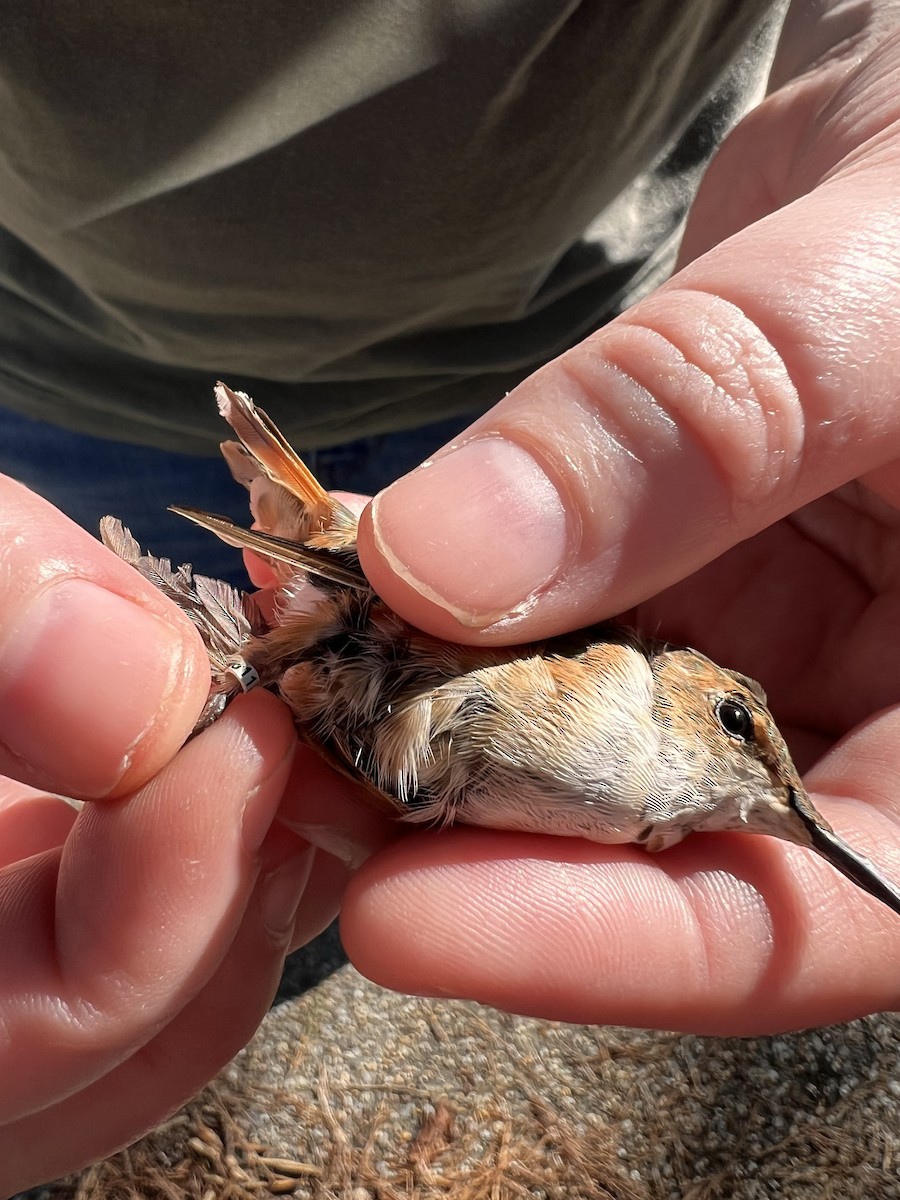 Rufous Hummingbird - Lillie Gibb