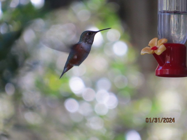 Rufous Hummingbird - ML614311061