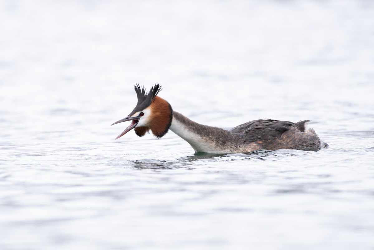 Great Crested Grebe - ML614311070