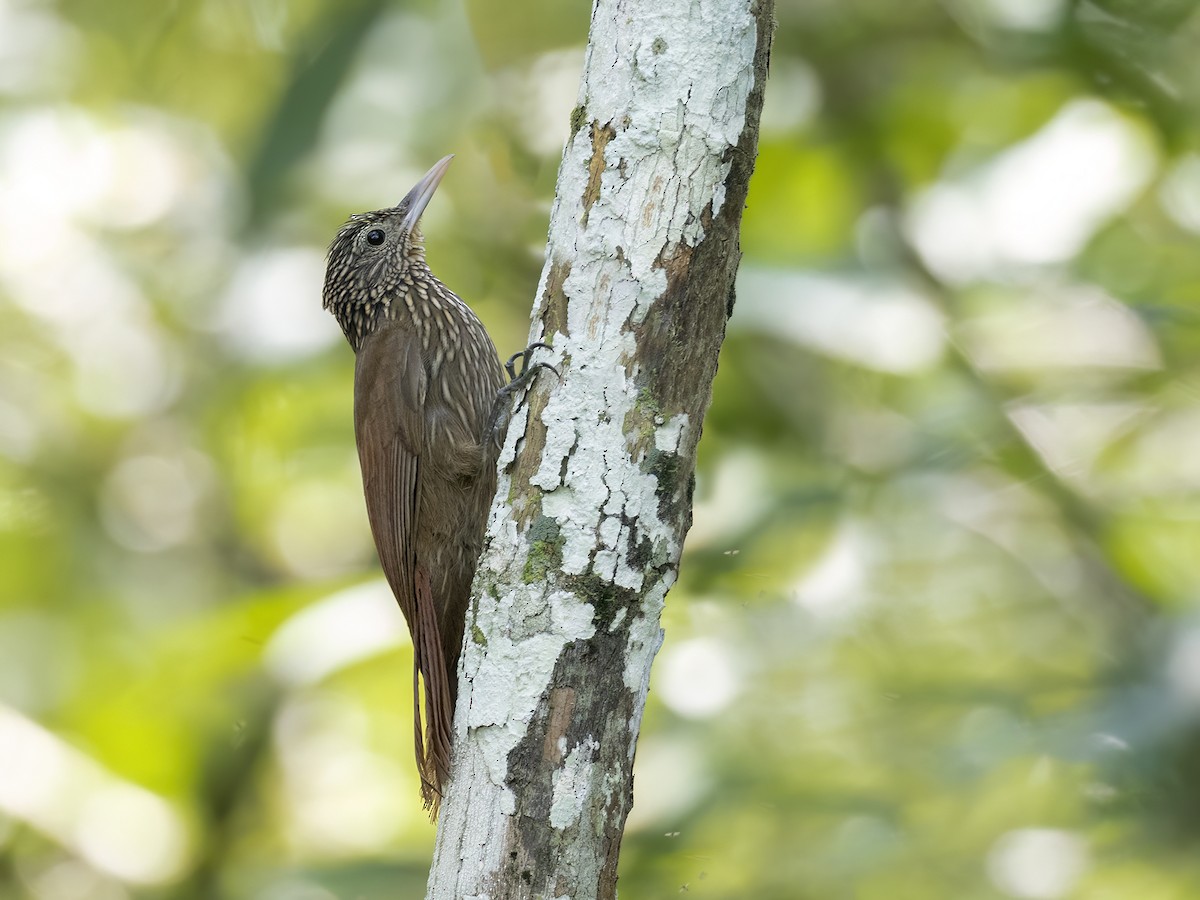 Striped Woodcreeper - Andres Vasquez Noboa