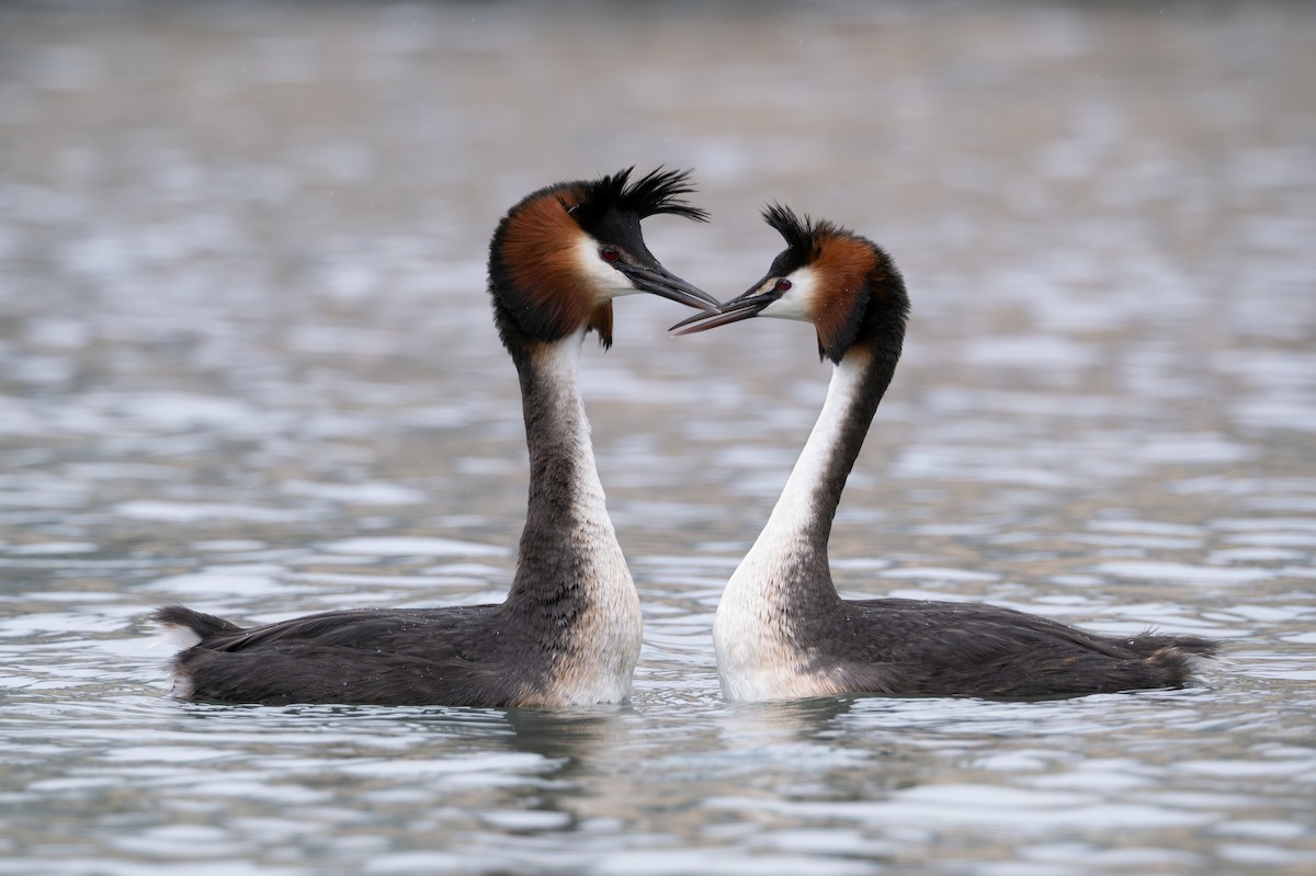 Great Crested Grebe - ML614311085