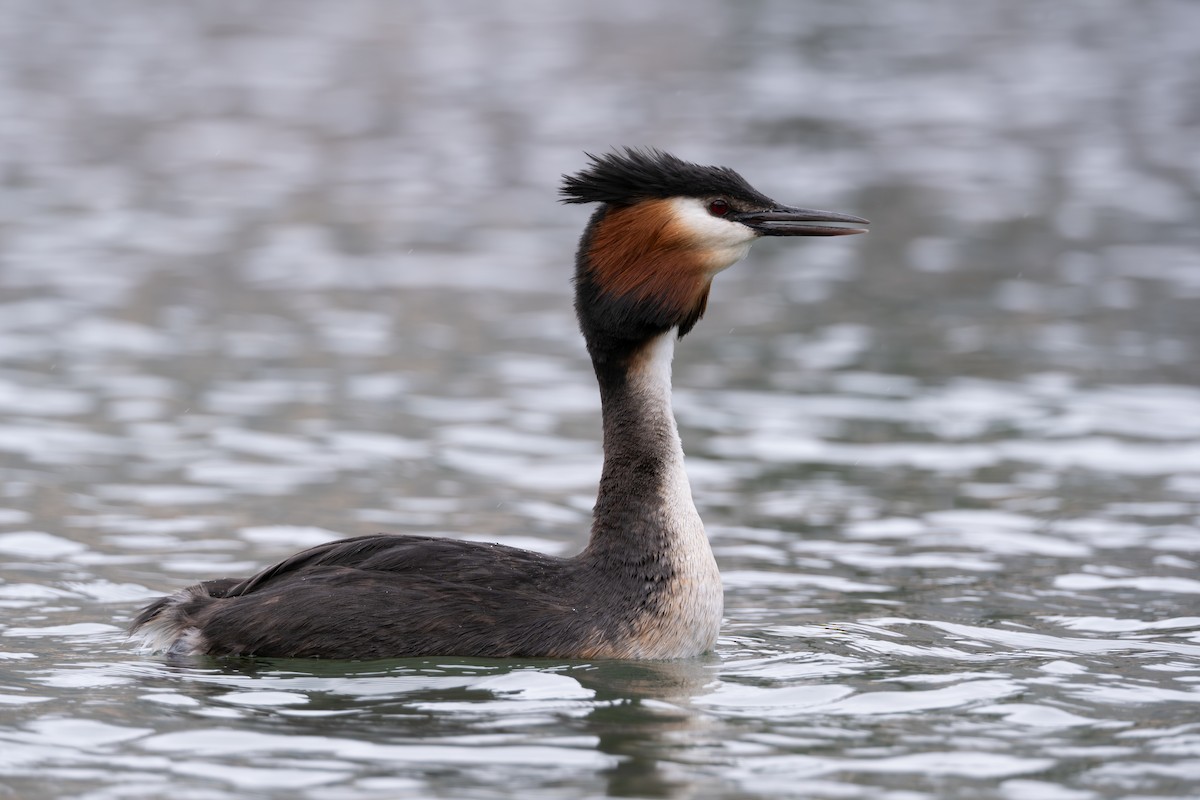 Great Crested Grebe - ML614311090
