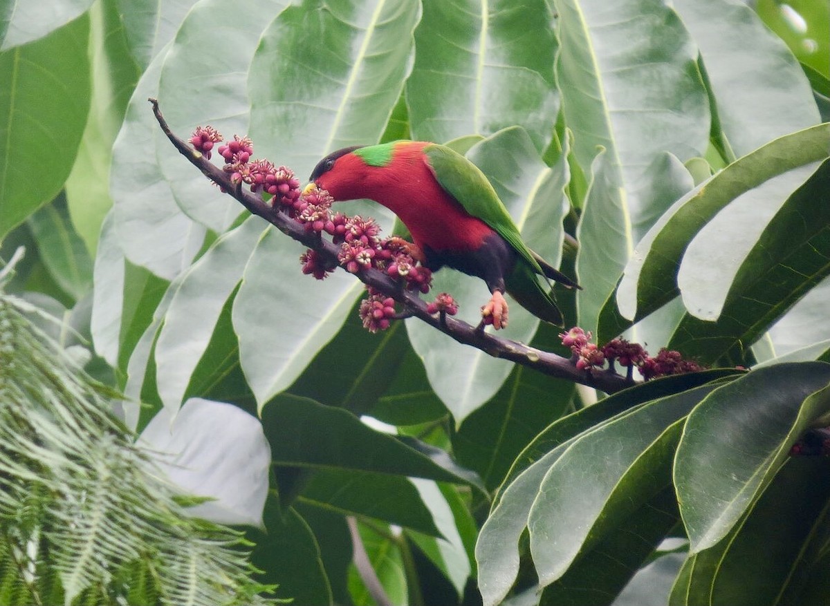 Collared Lory - ML614311103