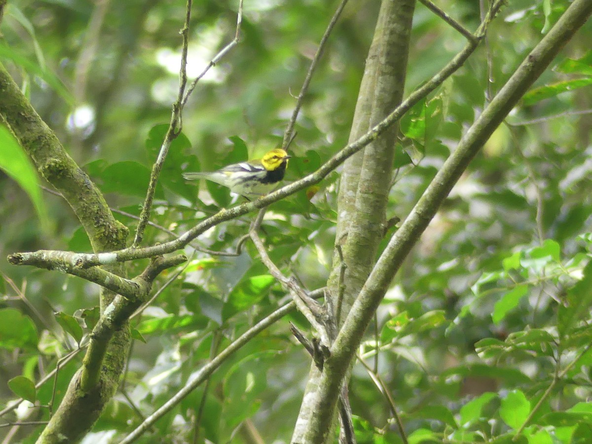 Black-throated Green Warbler - Miguel Ángel  Pardo Baeza