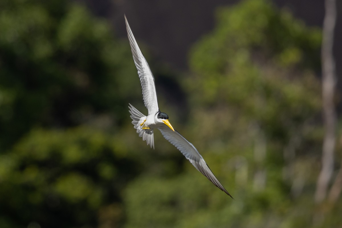 Yellow-billed Tern - ML614311123