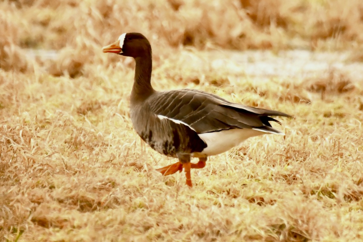 Greater White-fronted Goose - ML614311141