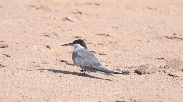 Peruvian Tern - ML614311168