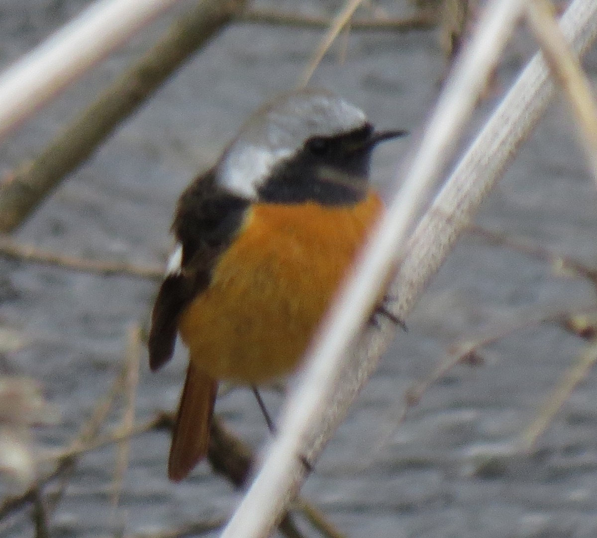 Daurian Redstart - ML614311176