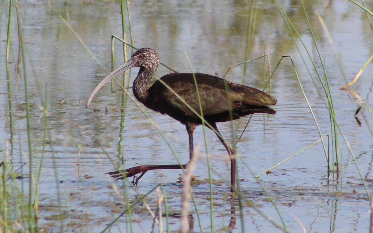 White-faced Ibis - ML614311184