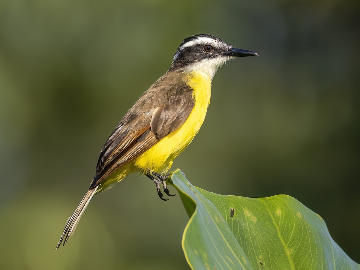 Lesser Kiskadee - Andres Vasquez Noboa