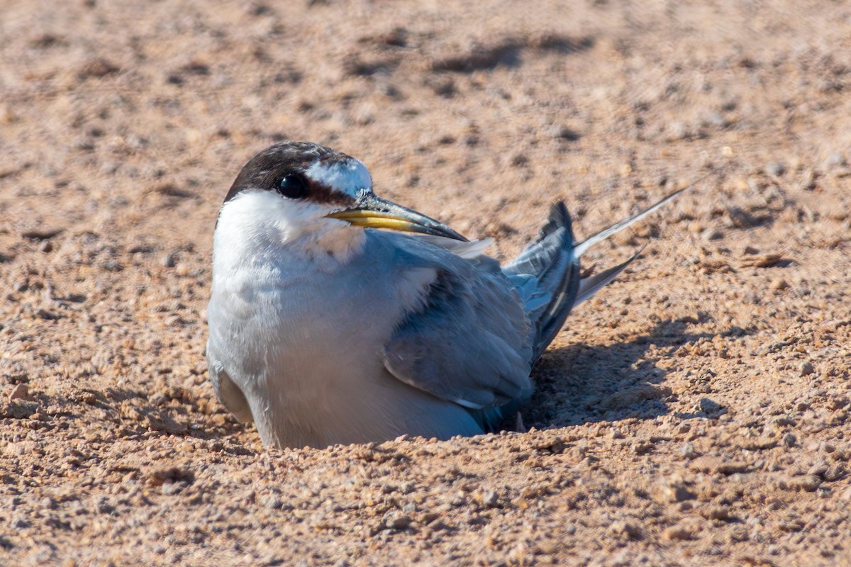 Peruvian Tern - Pablo Galdames