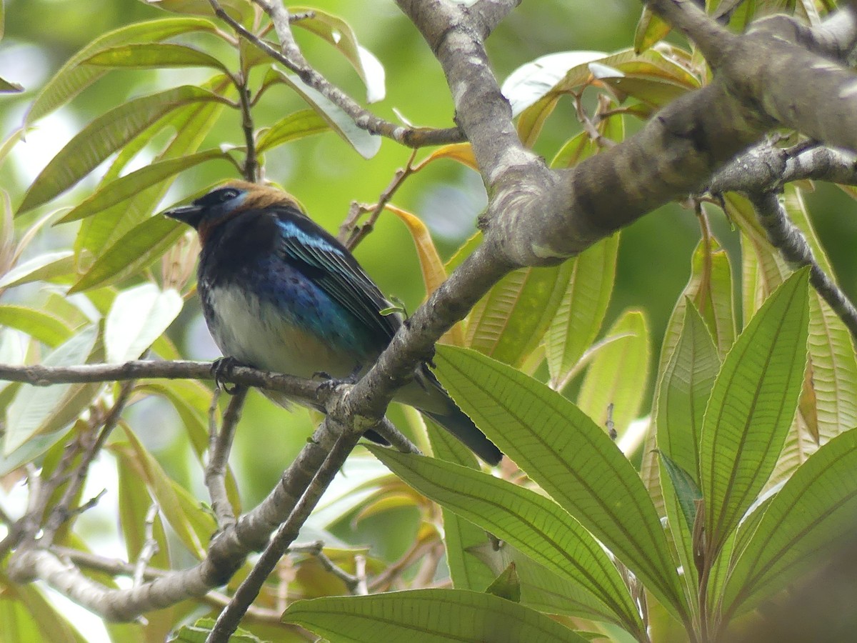 Golden-hooded Tanager - Miguel Ángel  Pardo Baeza