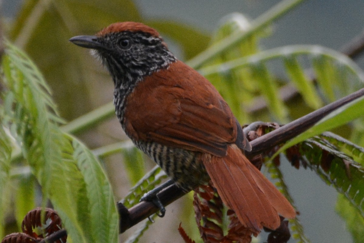 Lined Antshrike - ML614311255