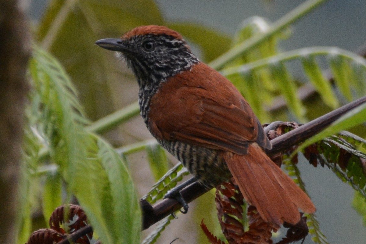 Lined Antshrike - ML614311257