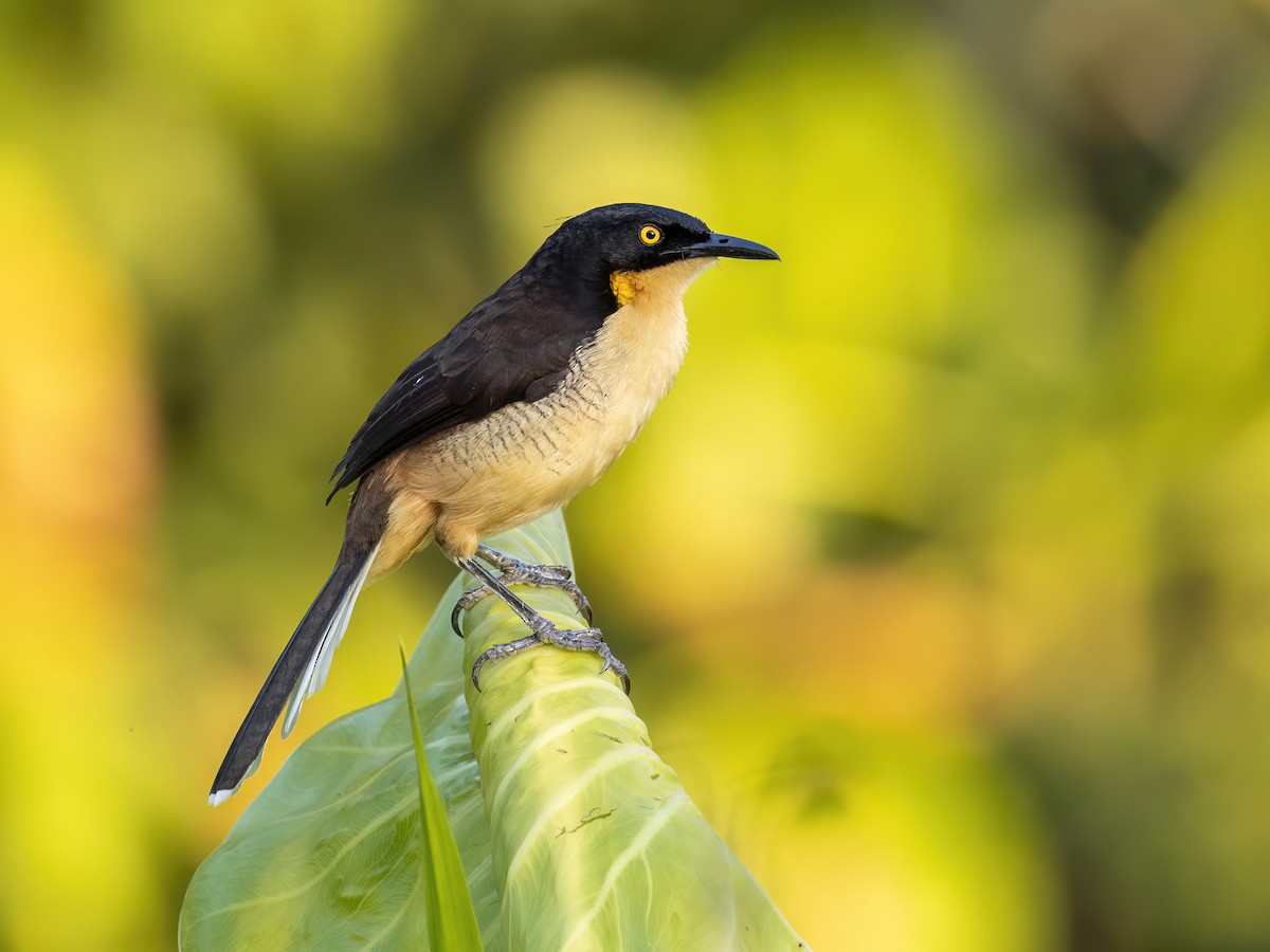 Black-capped Donacobius - Andres Vasquez Noboa