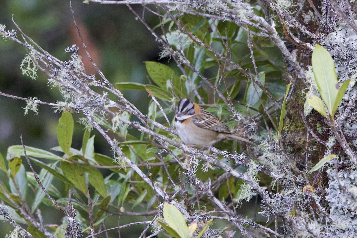 Rufous-collared Sparrow - ML614311302