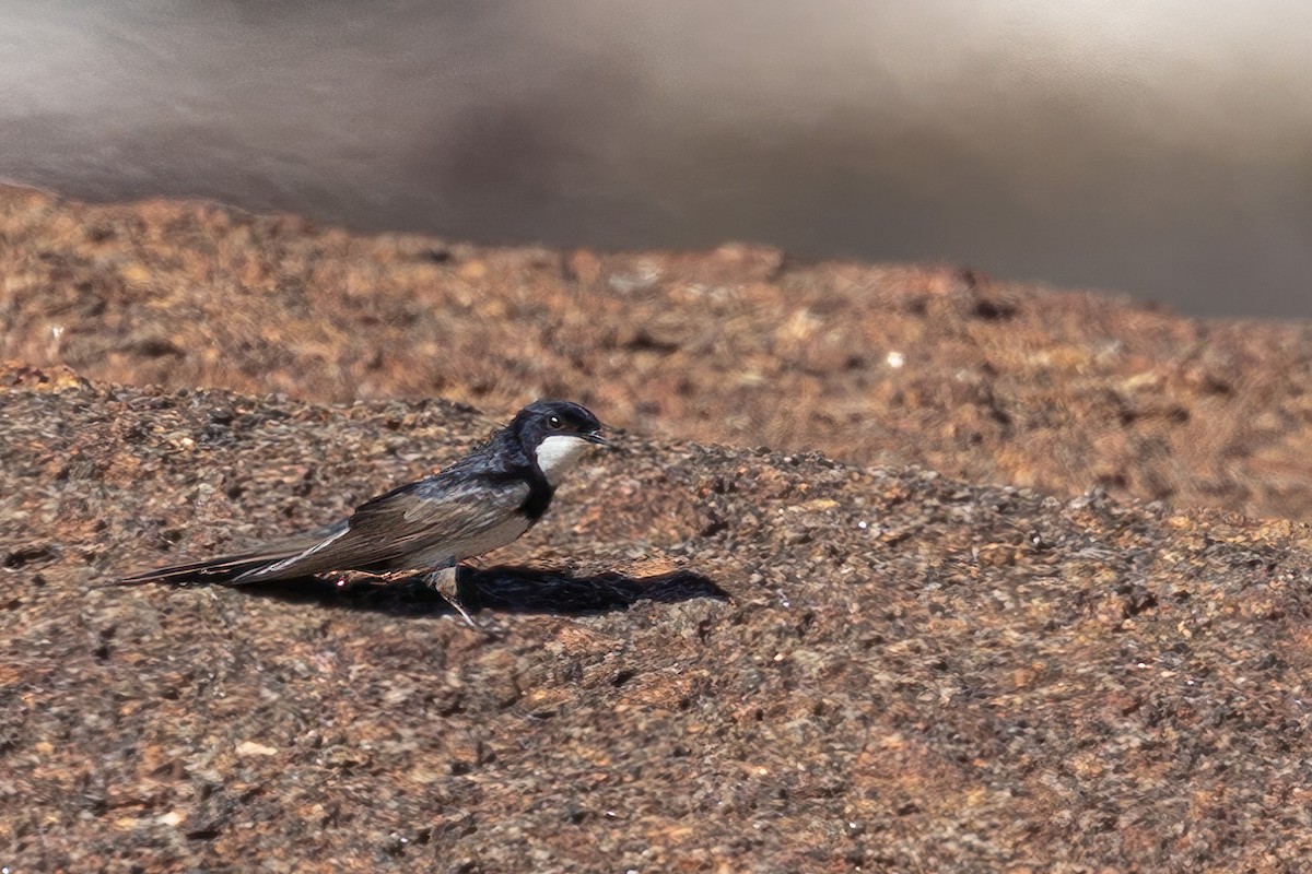 Black-collared Swallow - Jacques Jobin