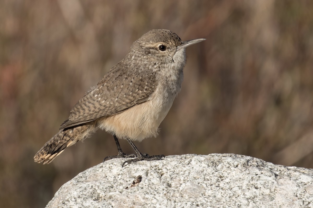 Rock Wren - ML614311600