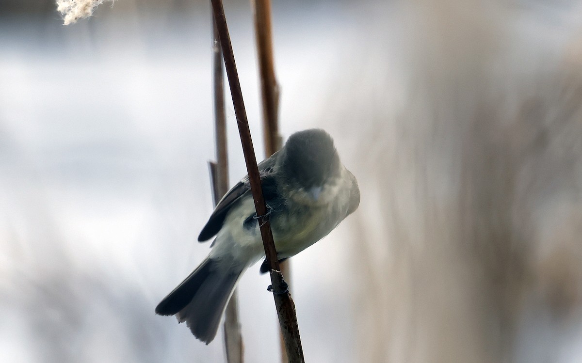 Eastern Phoebe - ML614311638