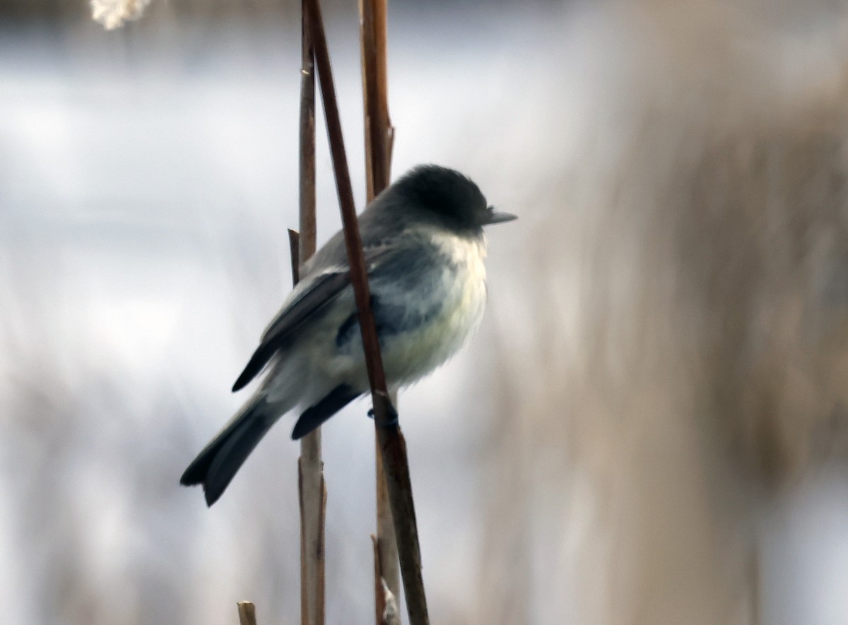 Eastern Phoebe - ML614311639