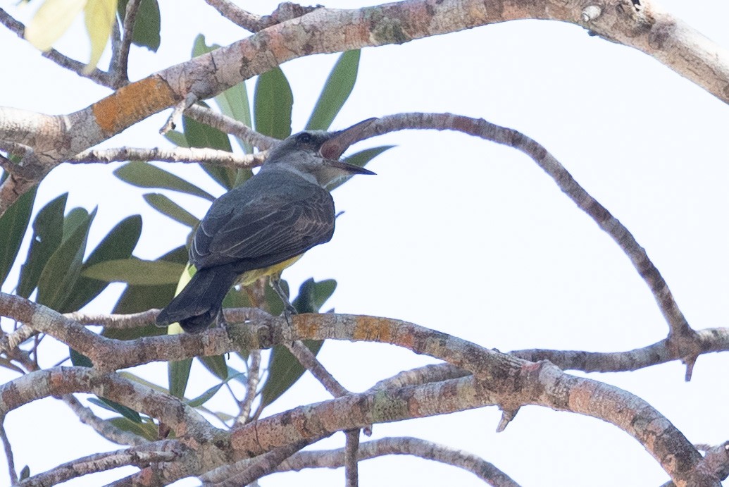 Piratic Flycatcher - ML614311660