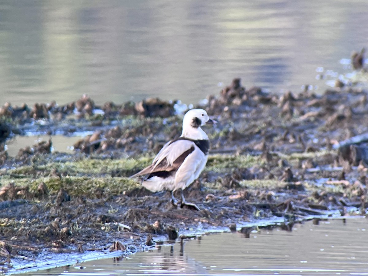 Long-tailed Duck - Daphne Hatch