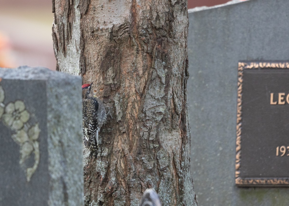 Yellow-bellied Sapsucker - ML614311727