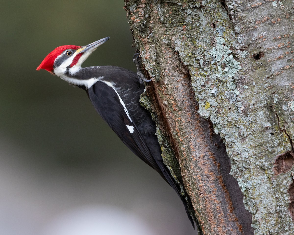 Pileated Woodpecker - ML614311734