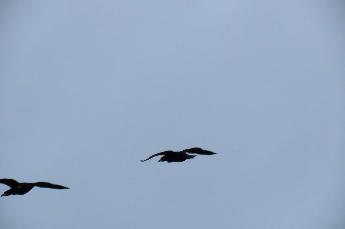 Double-crested Cormorant - ML614311735