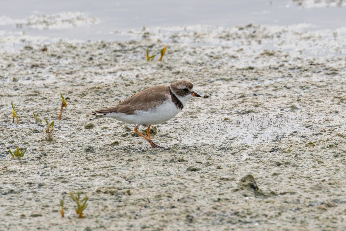 Semipalmated Plover - ML614311785