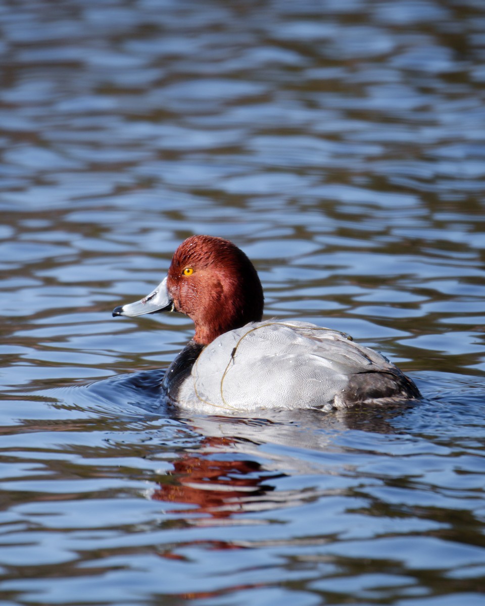 Redhead - ML614311813