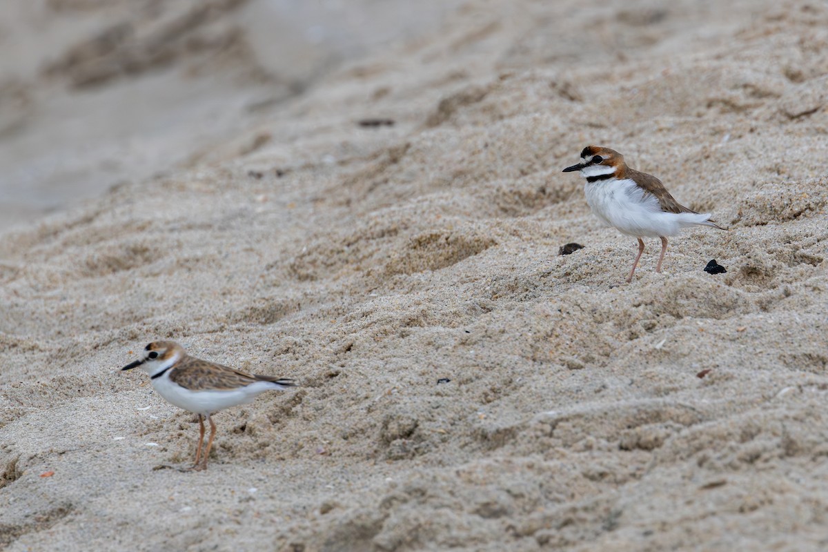 Collared Plover - ML614311860