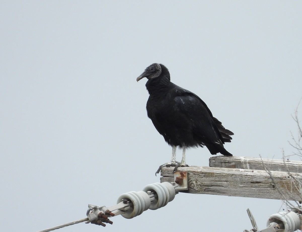 Black Vulture - Chris Davis