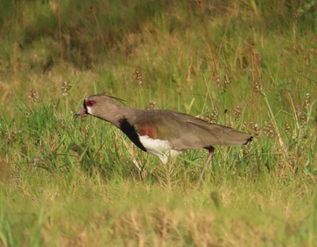 Southern Lapwing - ML614311908