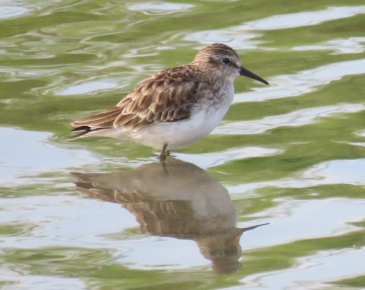 Least Sandpiper - ML614311925