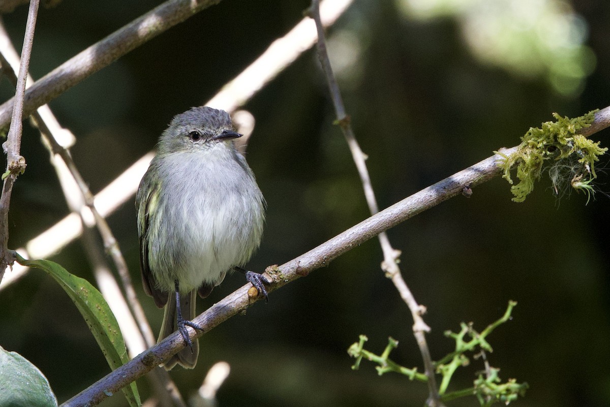 Mistletoe Tyrannulet - Michelle Payne