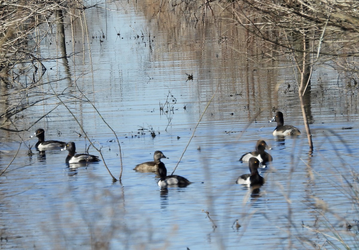 Ring-necked Duck - ML614311930