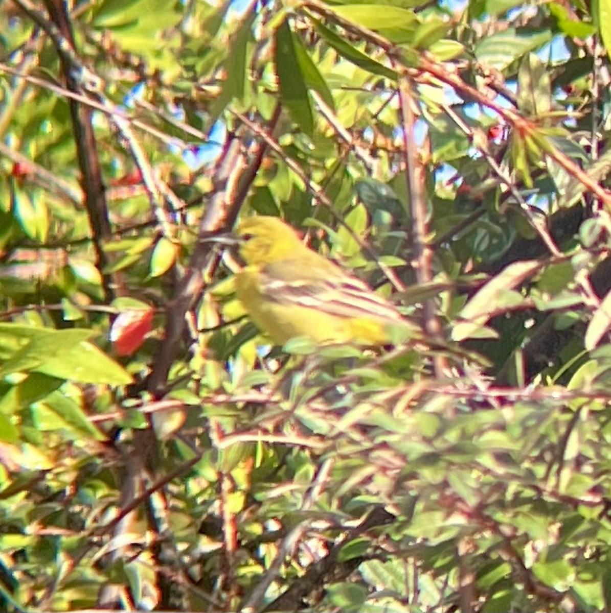 Orchard Oriole - ML614312008