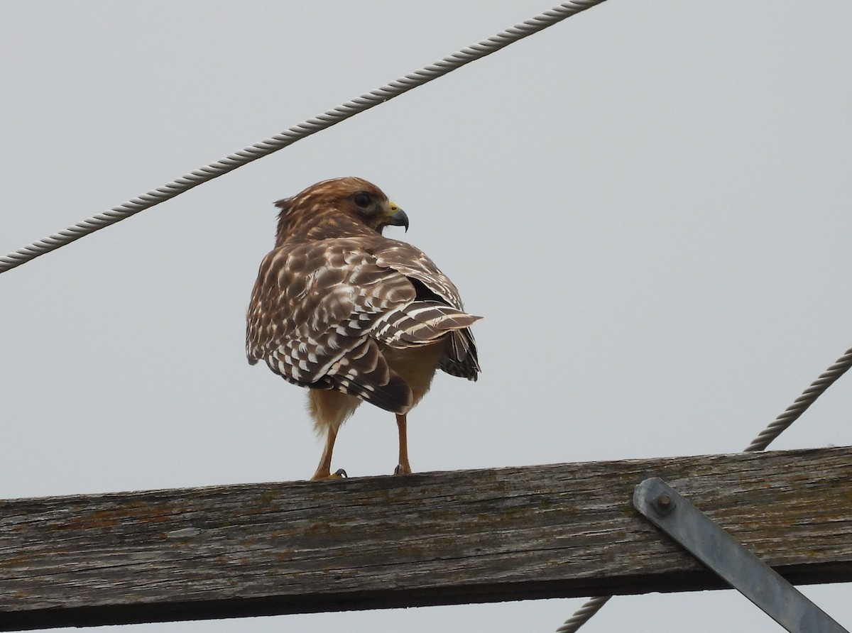 Red-shouldered Hawk - ML614312022