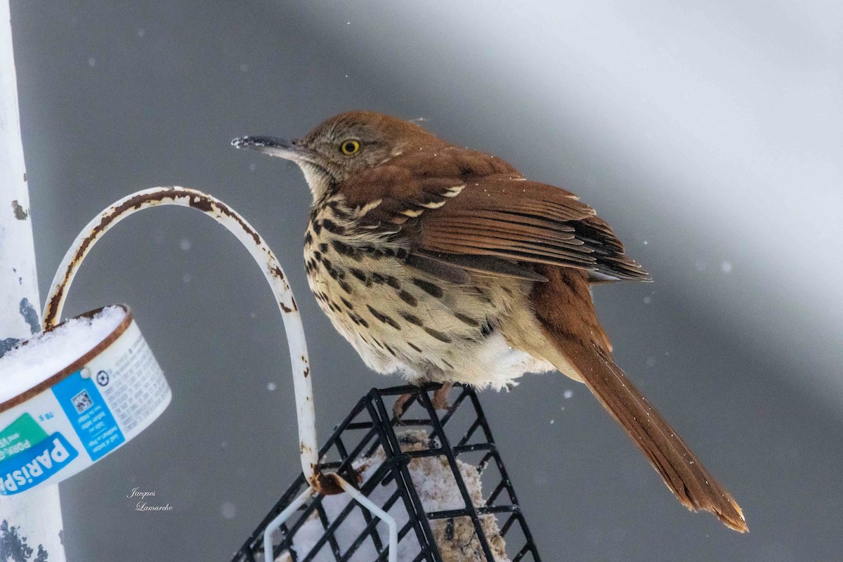 Brown Thrasher - ML614312029