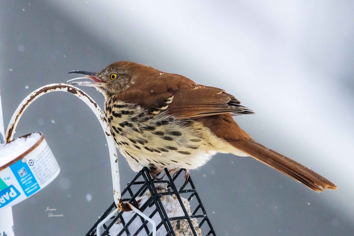 Brown Thrasher - ML614312030