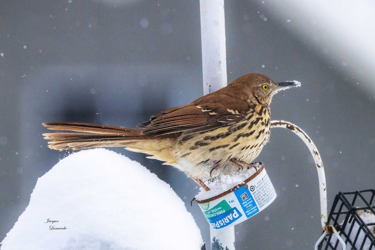 Brown Thrasher - ML614312031