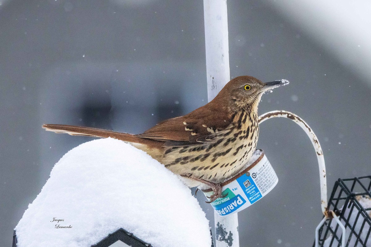 Brown Thrasher - ML614312032