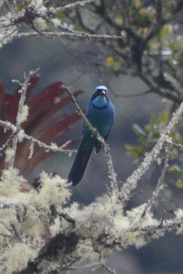 Turquoise Jay - ML614312047