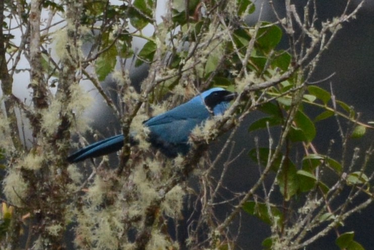 Turquoise Jay - ML614312073