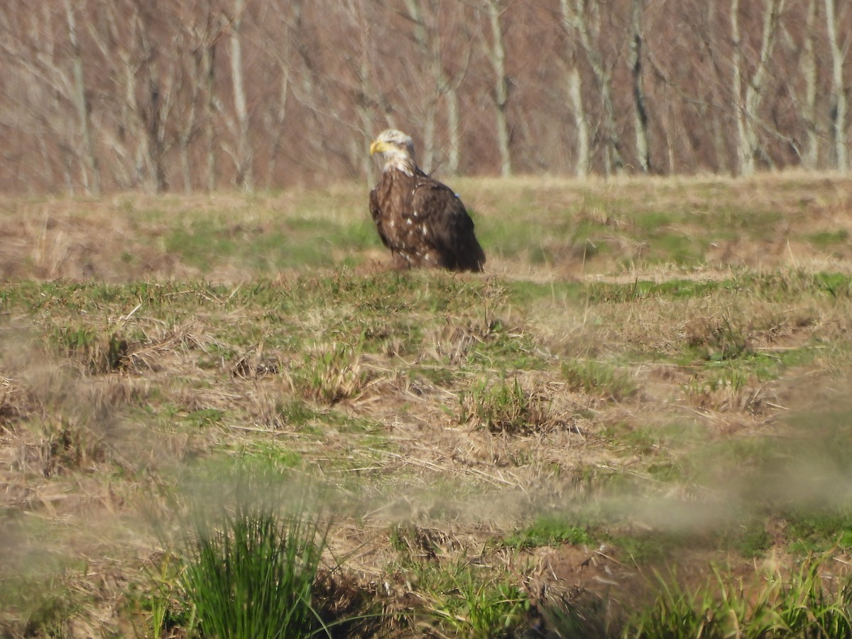 Bald Eagle - ML614312080