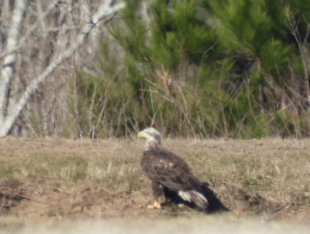 Bald Eagle - Mary Mehaffey