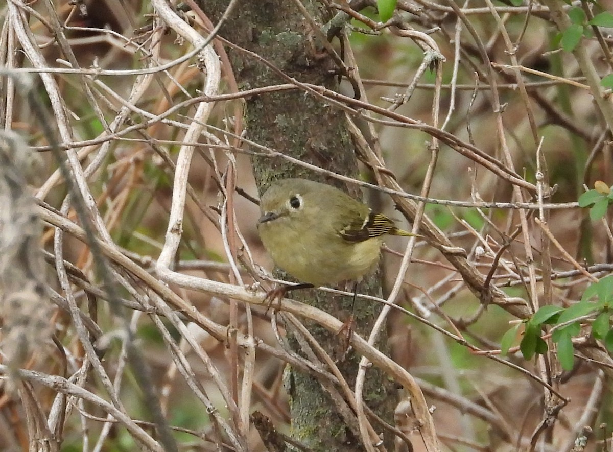 Ruby-crowned Kinglet - ML614312164