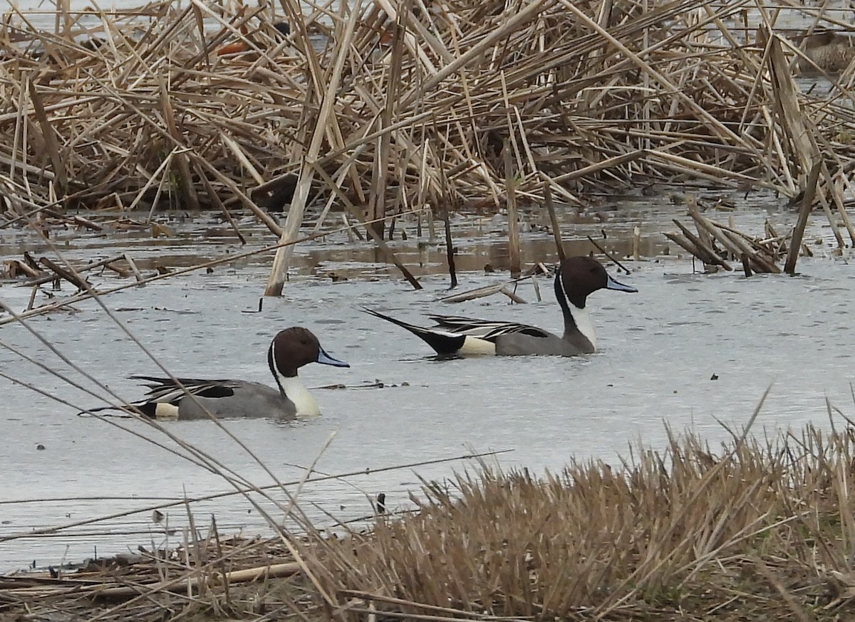 Northern Pintail - ML614312188